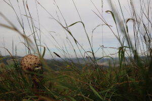 zm.IMG_6841