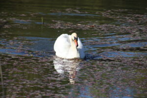 zm.IMG_9271