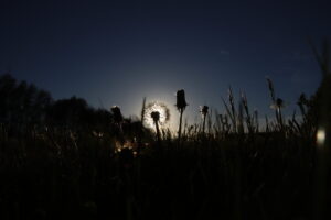 zm.IMG_9374