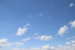 zm.IMG_9528