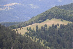 zm.IMG_0144