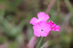 zm.IMG_0147