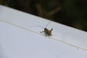 zm.IMG_0173