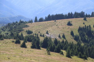 zm.IMG_0214
