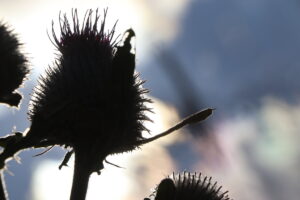 zm.IMG_0260