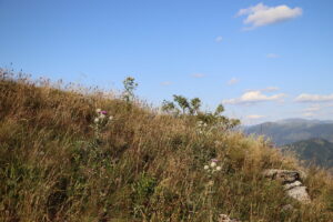 zm.IMG_0267