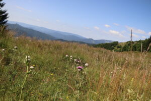 zm.IMG_0311