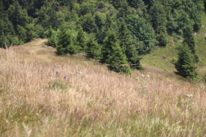 zm.IMG_0333