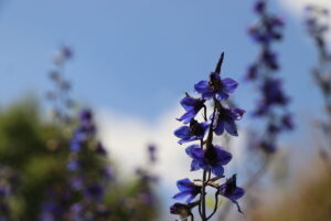 zm.IMG_0373