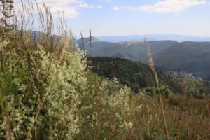 zm.IMG_0385