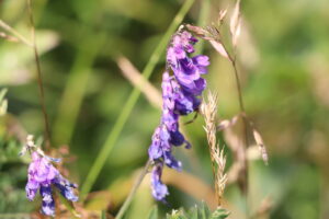 zm.IMG_0413