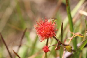zm.IMG_0424