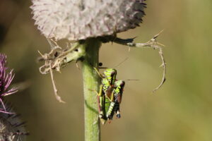 zm.IMG_0475