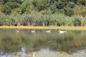 zm.IMG_1141