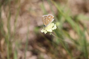 zm.IMG_1164