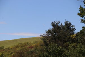 zm.IMG_1349