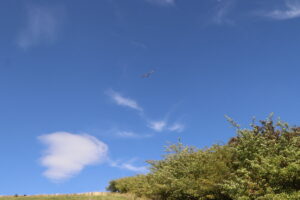 zm.IMG_1352