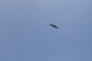 zm.IMG_1363