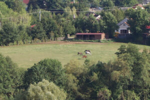 zm.IMG_1423