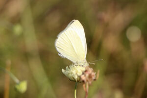 zm.IMG_1426