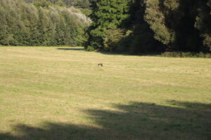 zm.IMG_1449