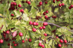 zm.IMG_1842