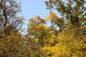zm.IMG_1950