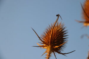 zm.IMG_1959