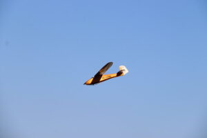 zm.IMG_2189