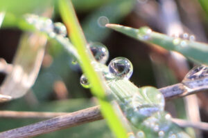 zm.IMG_2242